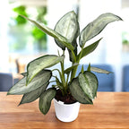 Aglaonema 'Silverado' -  planta exotica cu frunzis argintiu-metalizat