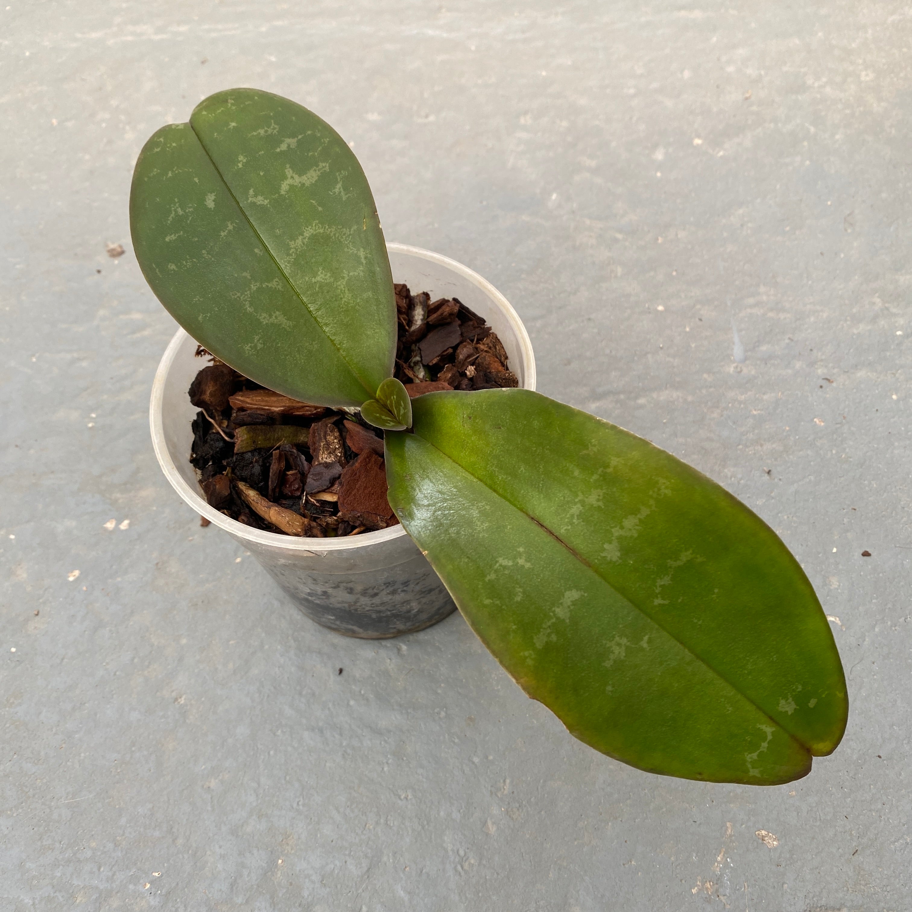 Phalaenopsis stuartiana