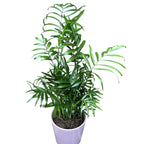 Chamaedorea Elegans Palm - Dwarf Indoor Palm D12