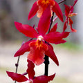 Burrageara Stefan Isler (orquídea vermelha)