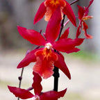 Burrageara Stefan Isler (orhidee rosie)