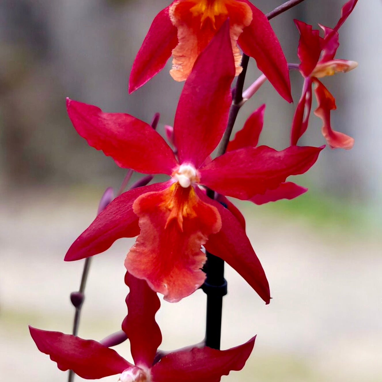 Burrageara Stefan Isler