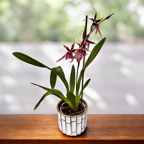 Brassia - fragrant