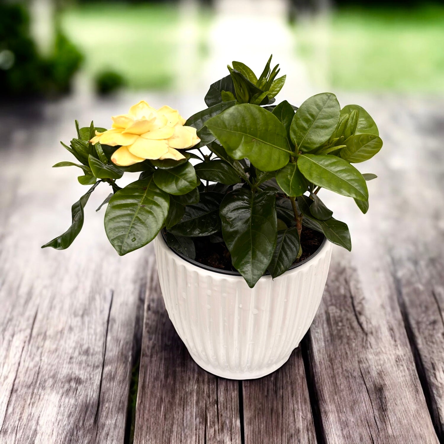 Gardenia Jasminoides - intens geurende bloemen