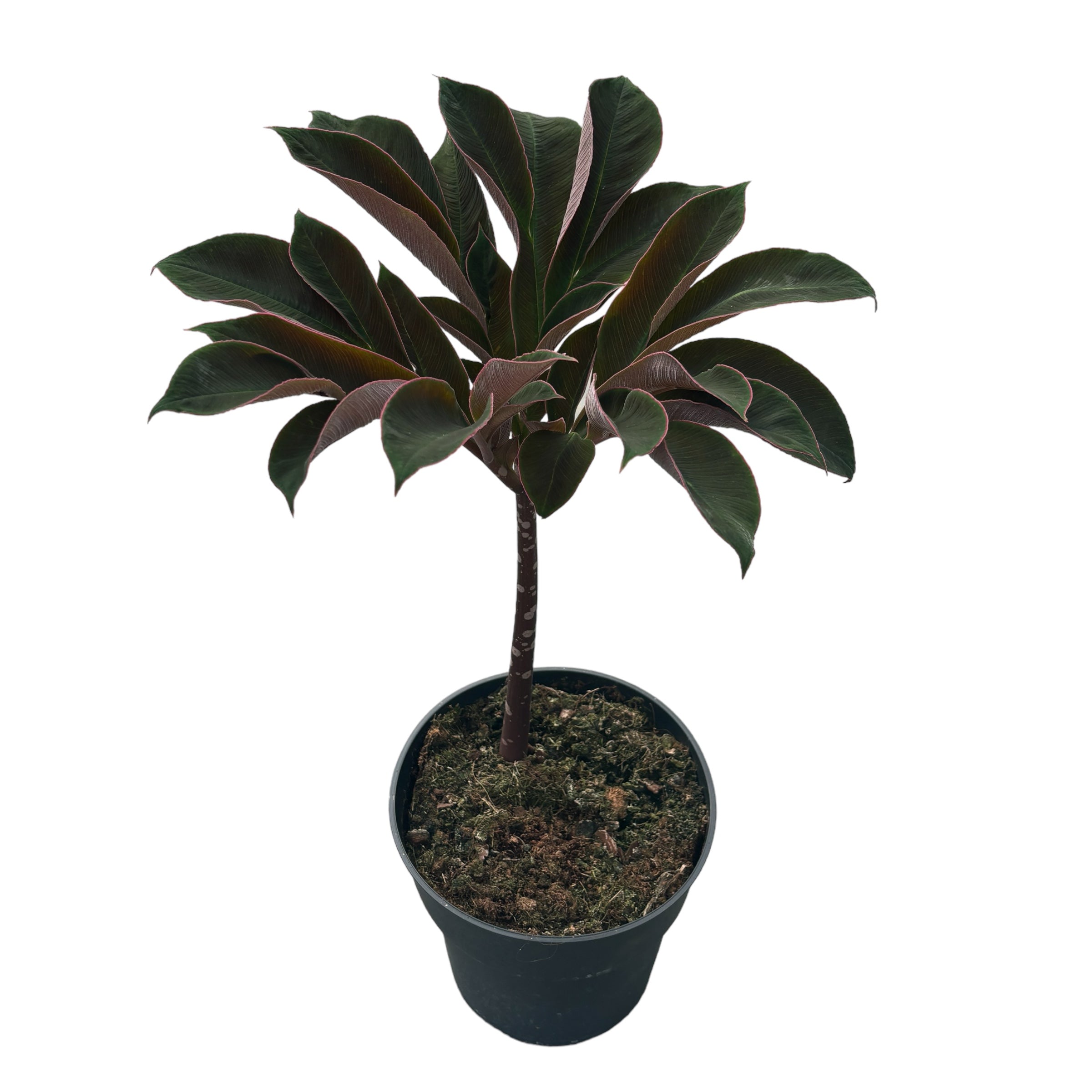 Amorphophallus Atroviridis (Voodoo Lily)