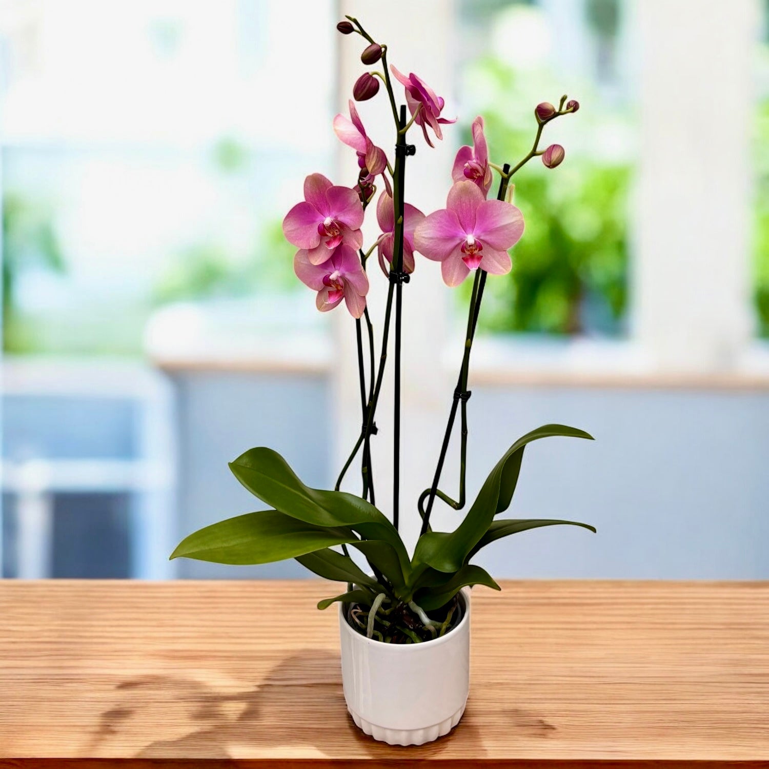 Phalaenopsis Baby Dynamite