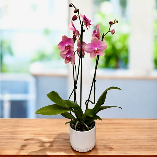 Phalaenopsis Baby Dynamite