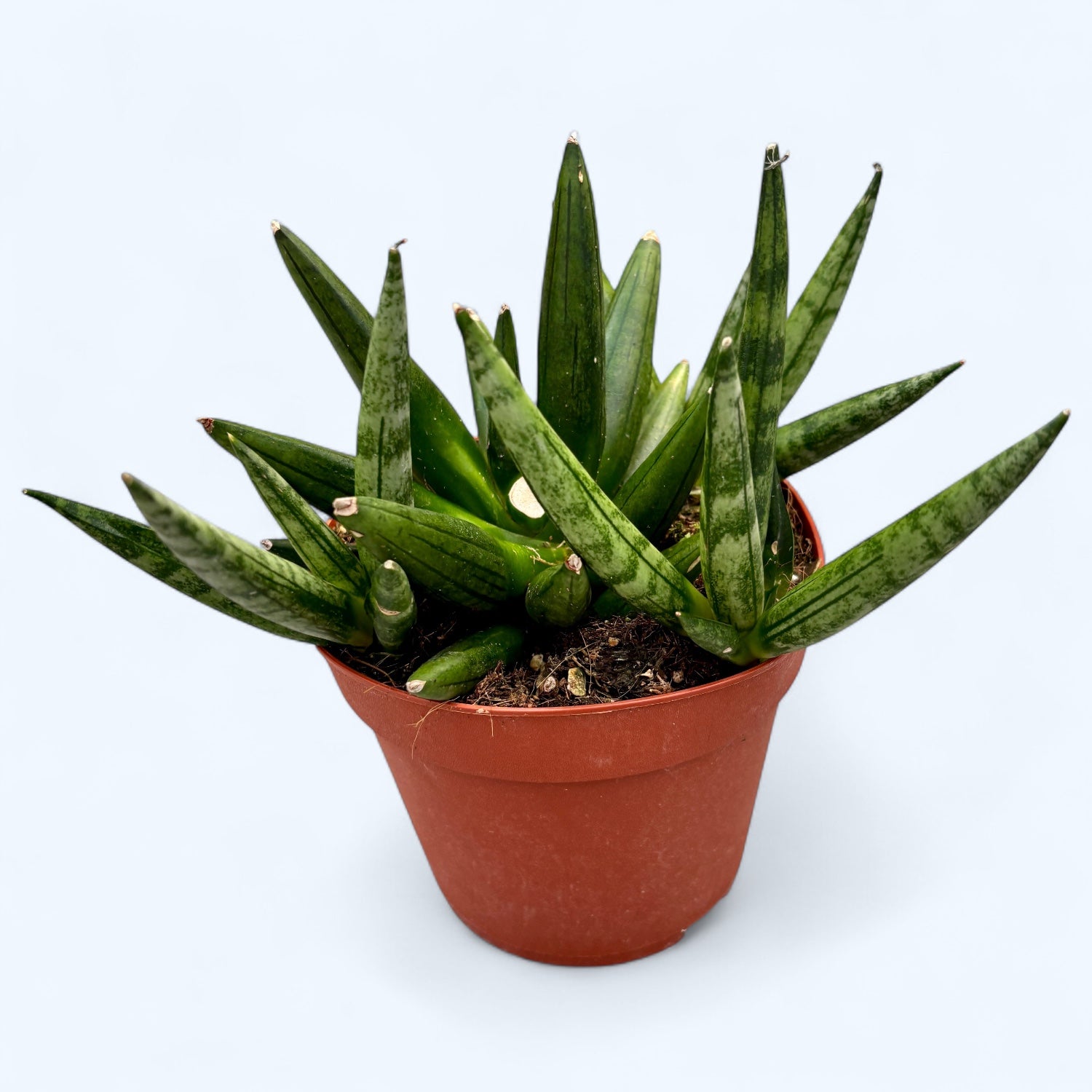 Sansevieria 'Hedgehog'- suculenta compacta cu aspect de arici