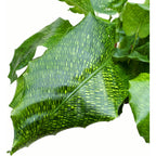 Calathea Musaica Network