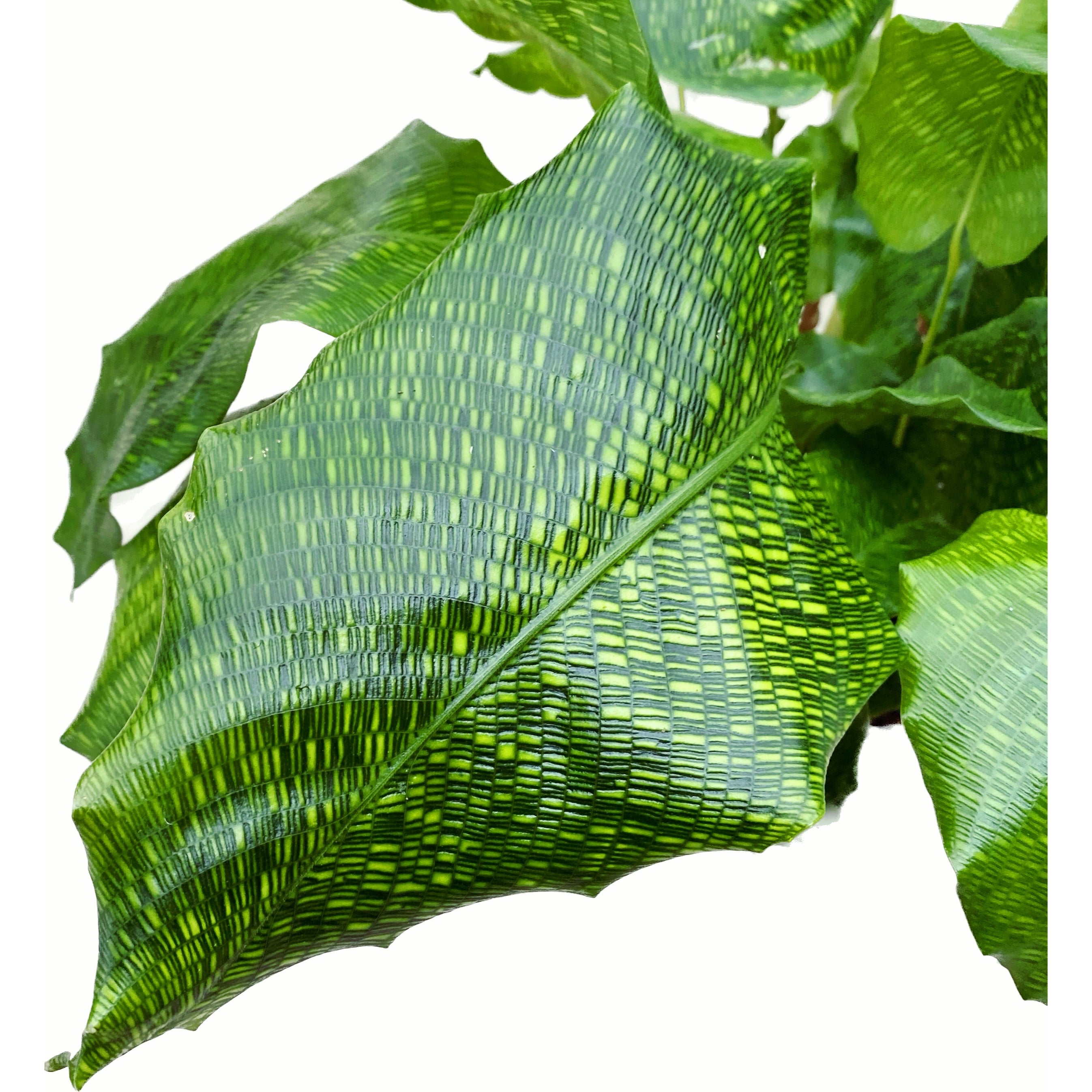 Calathea Musaica Network