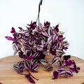 Tradescantia zebrina ‘Violet Hill’ - Hangplant met paarse en zilveren bladeren voor binnendecoratie