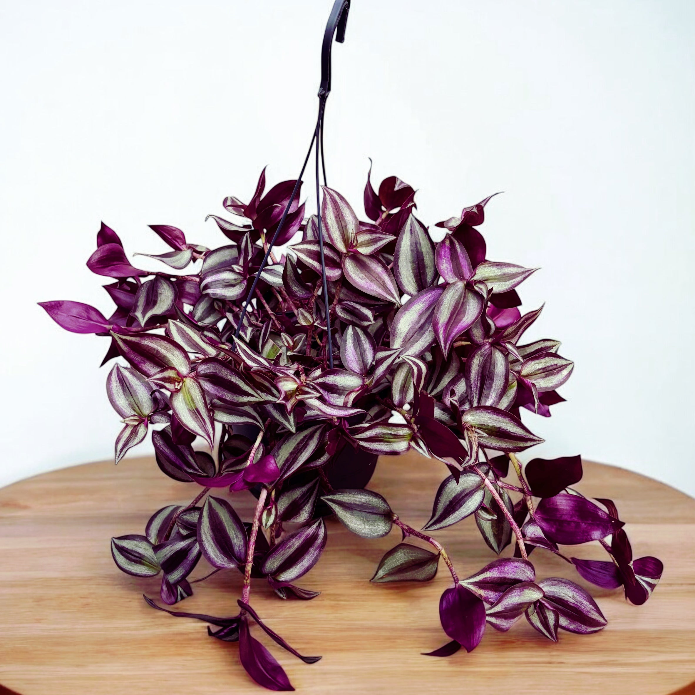 Tradescantia zebrina ‘Violet Hill’ - Planta curgatoare cu frunze violet - argintii pentru decor interior