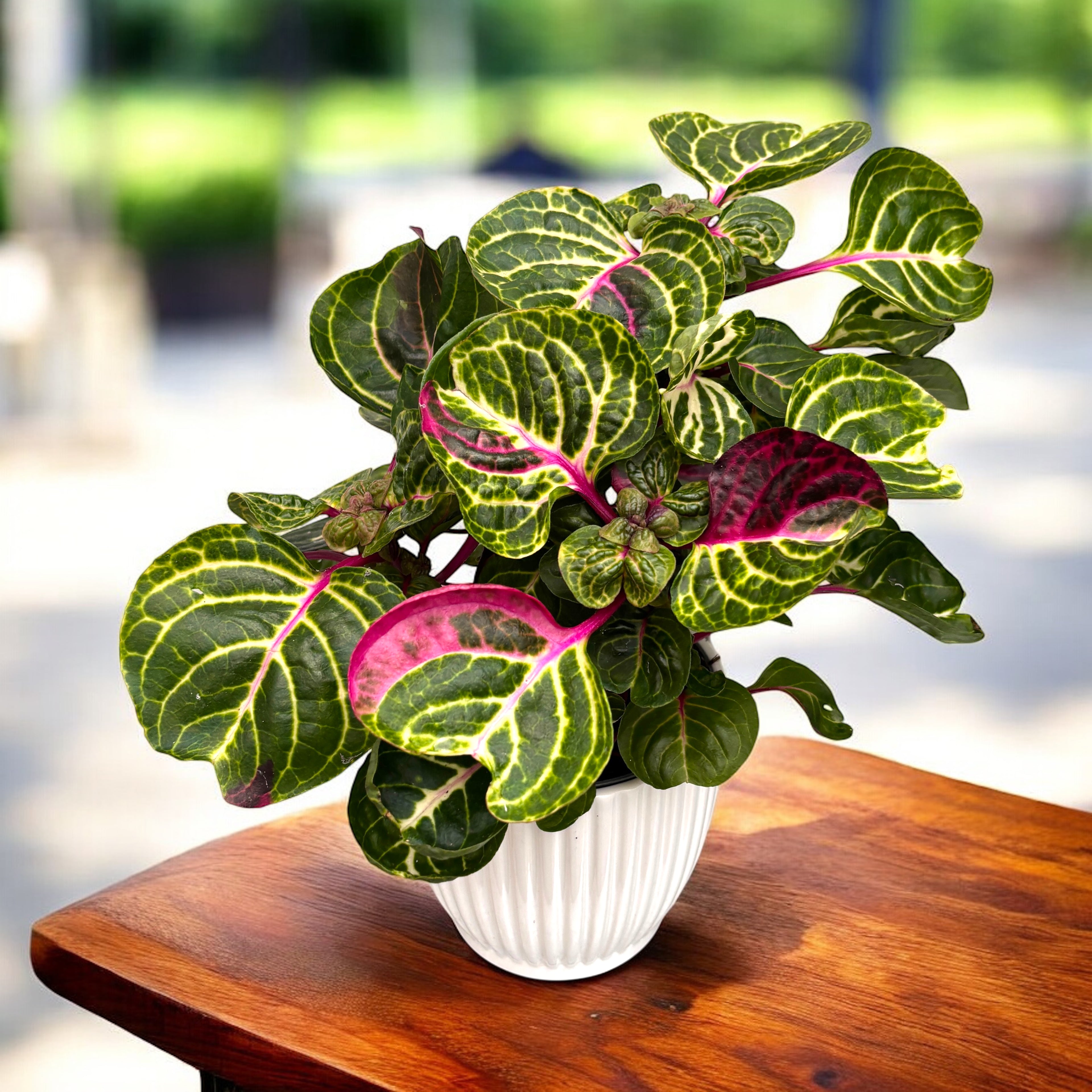 Iresine herbstii ‘Aureoreticulata’ – planta Beefsteak cu frunzis decorativ verde-auriu