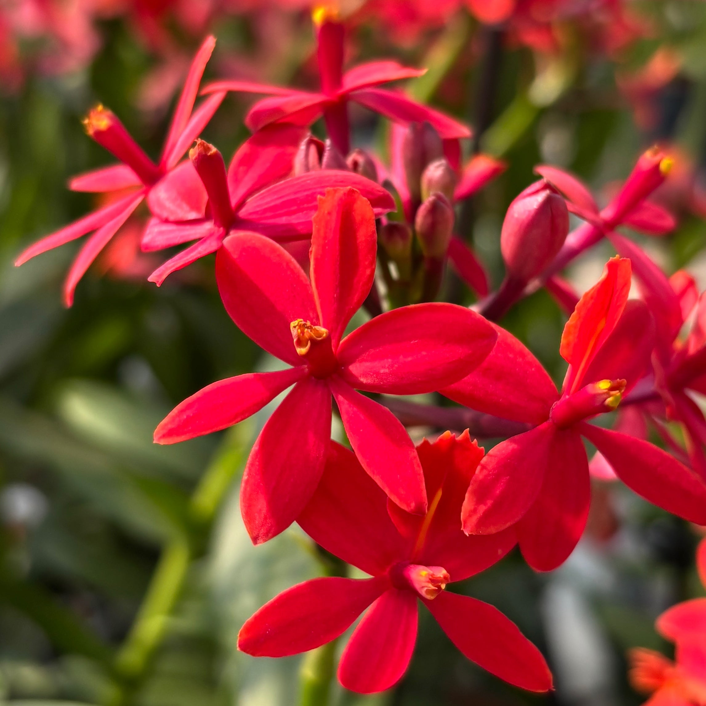Epidendrum radicans 'Crimson'