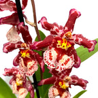 Wilsonara Rose Garden