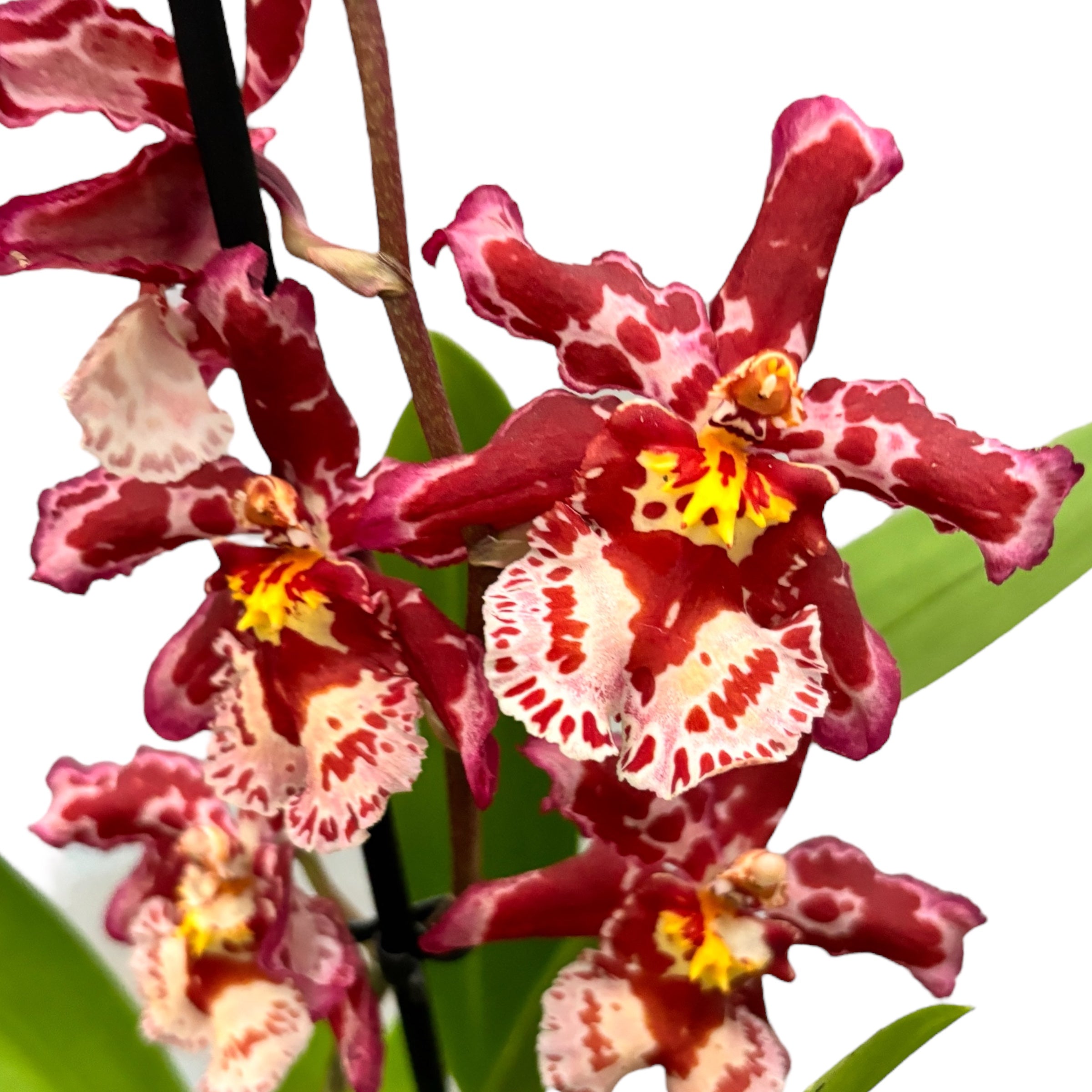 Wilsonara Ruusutarha