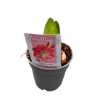 Cserepes liliomgumók (Amarilis) vegyesen