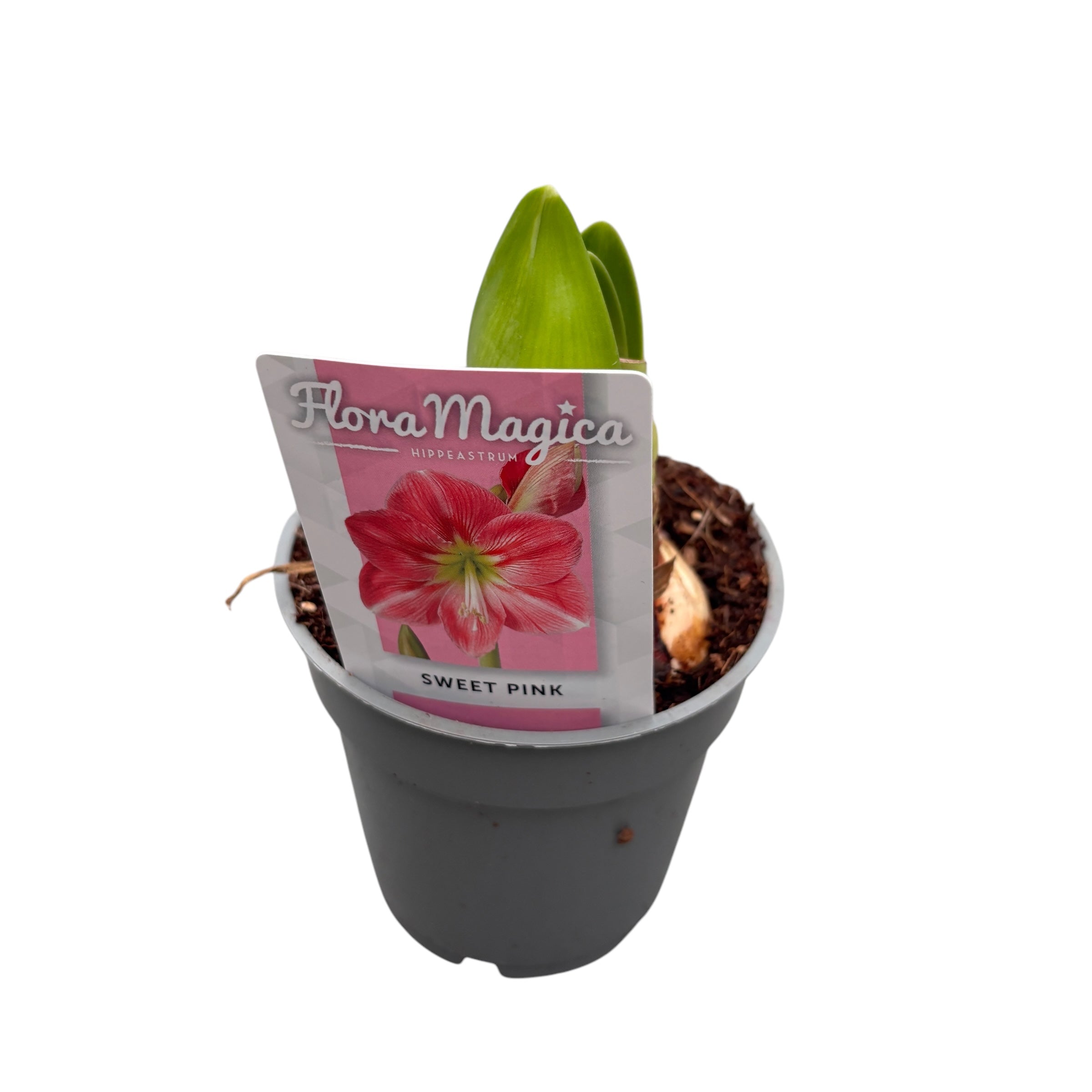 Bulbi Crin la ghiveci (Amarilis) mix