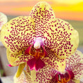 Phalaenopsis Fancy Freckles