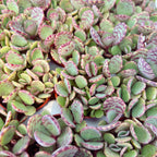 Kalanchoe Marmorata (Leopard) D5