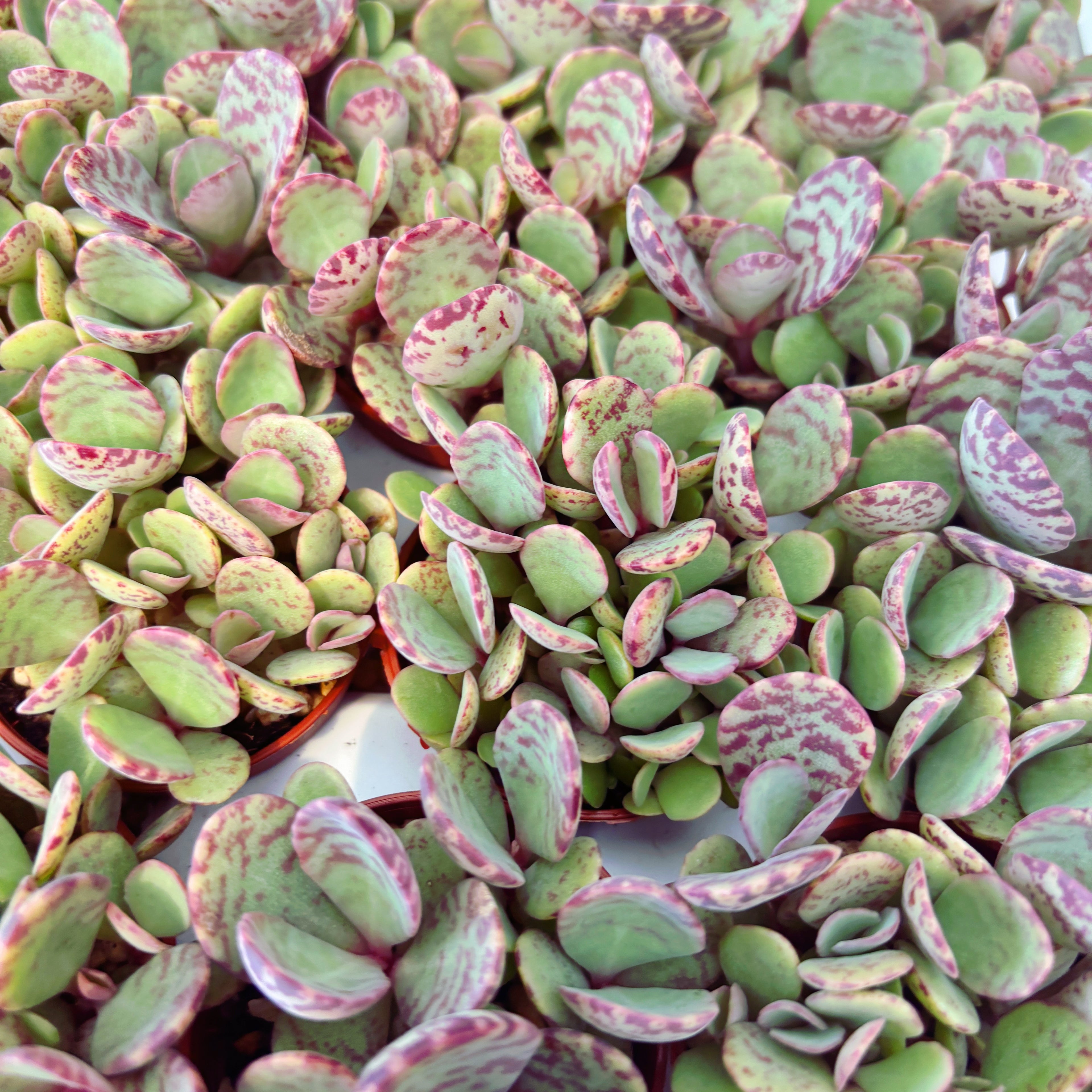 Kalanchoe Marmorata (leopard) D5