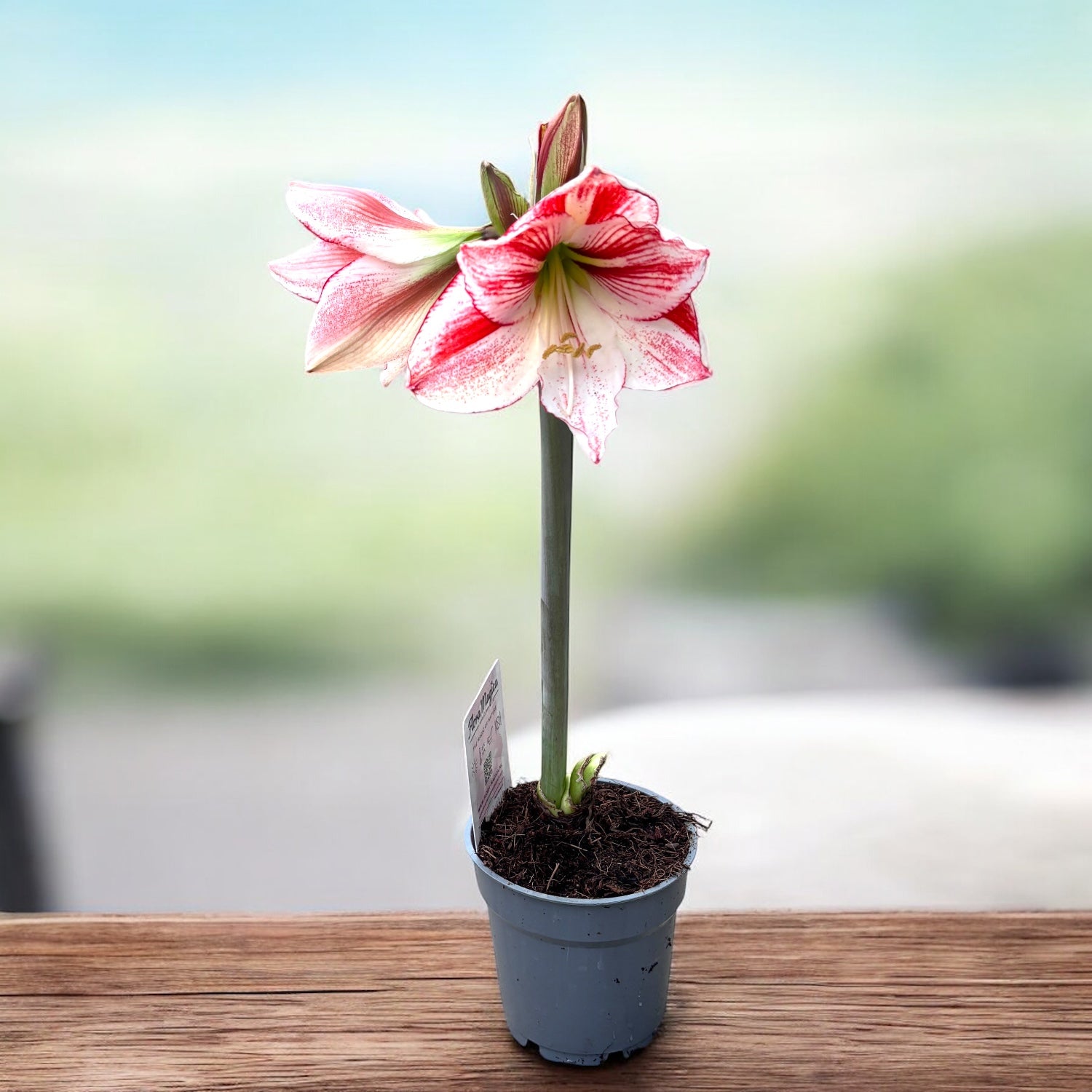 Amarilis ‘Exotic Stripe’ – flori uriase rosu-alb, cu dungi spectaculoase