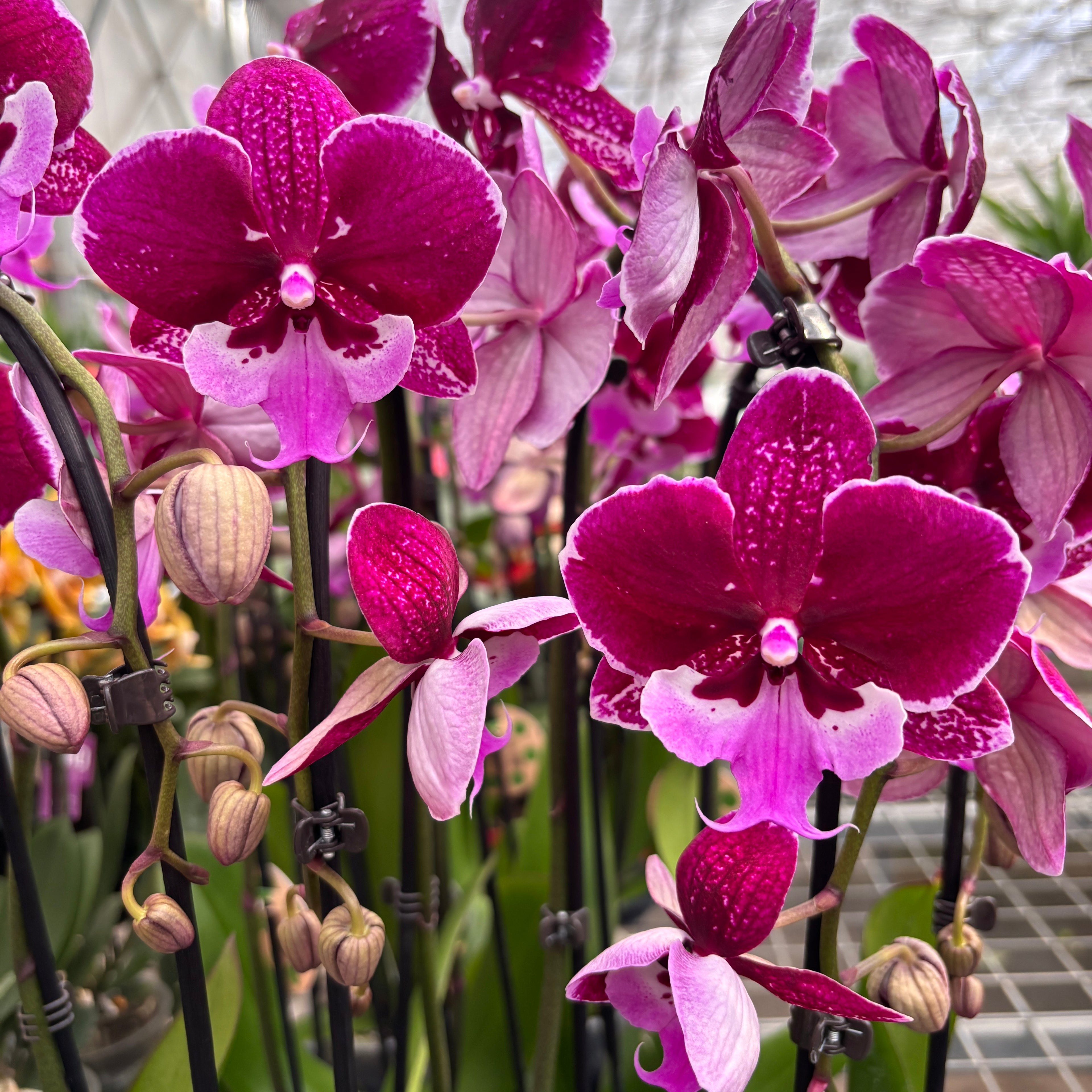 Phalaenopsis Chia-Shing Hot Kiss '256' (NL)