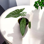 Alocasia heterophylla 'Corazon'