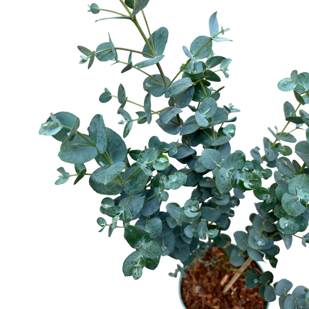 Ευκάλυπτος - Eucalyptus gunnii 'Blue Ice'