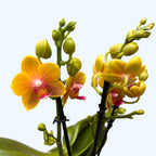 Phalaenopsis Reyoung Romance (Lioulin Orange) - flori parfumate
