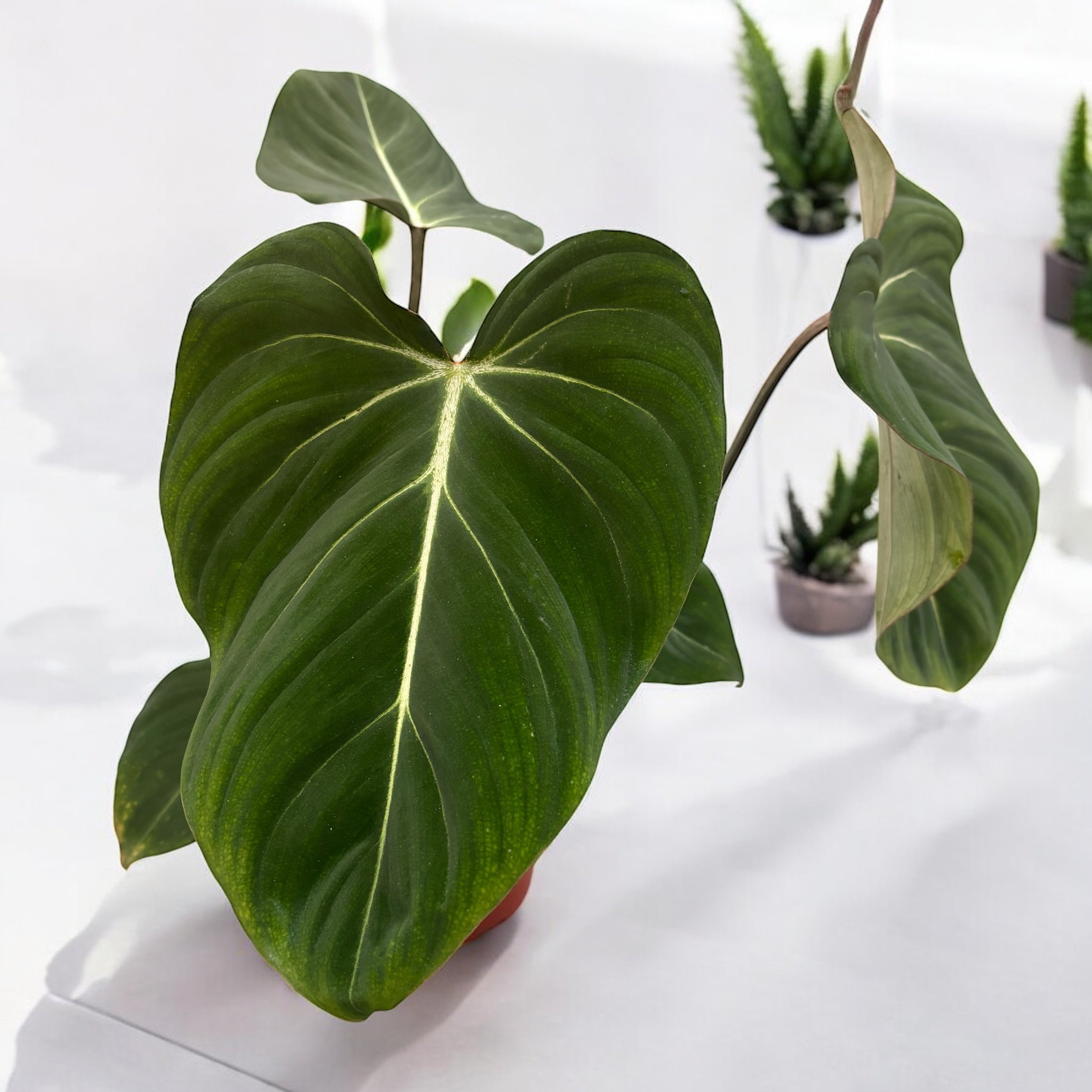 Philodendron gloriosum