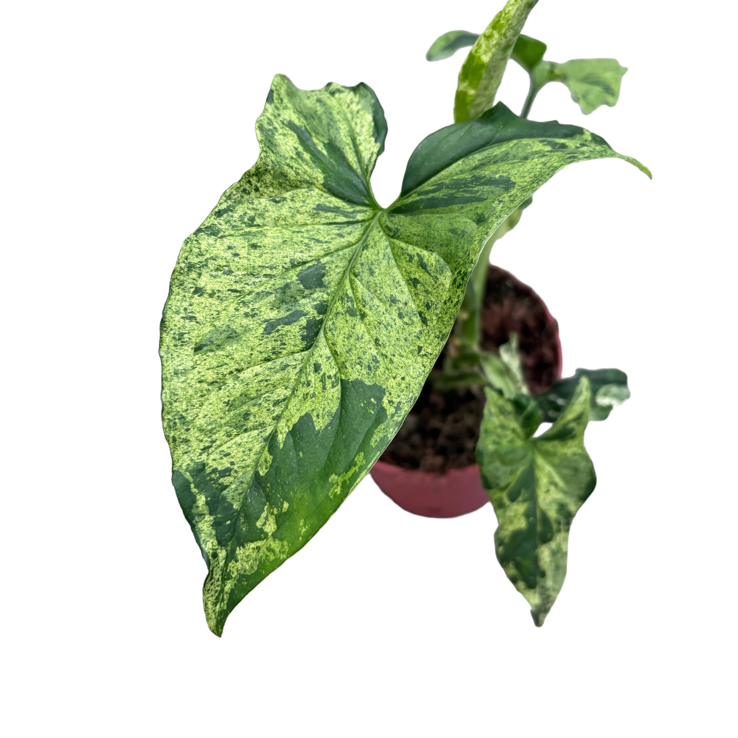 Syngonium podophyllum Mottled 'Mojito'