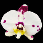Phalaenopsis Kellion (flori XL)