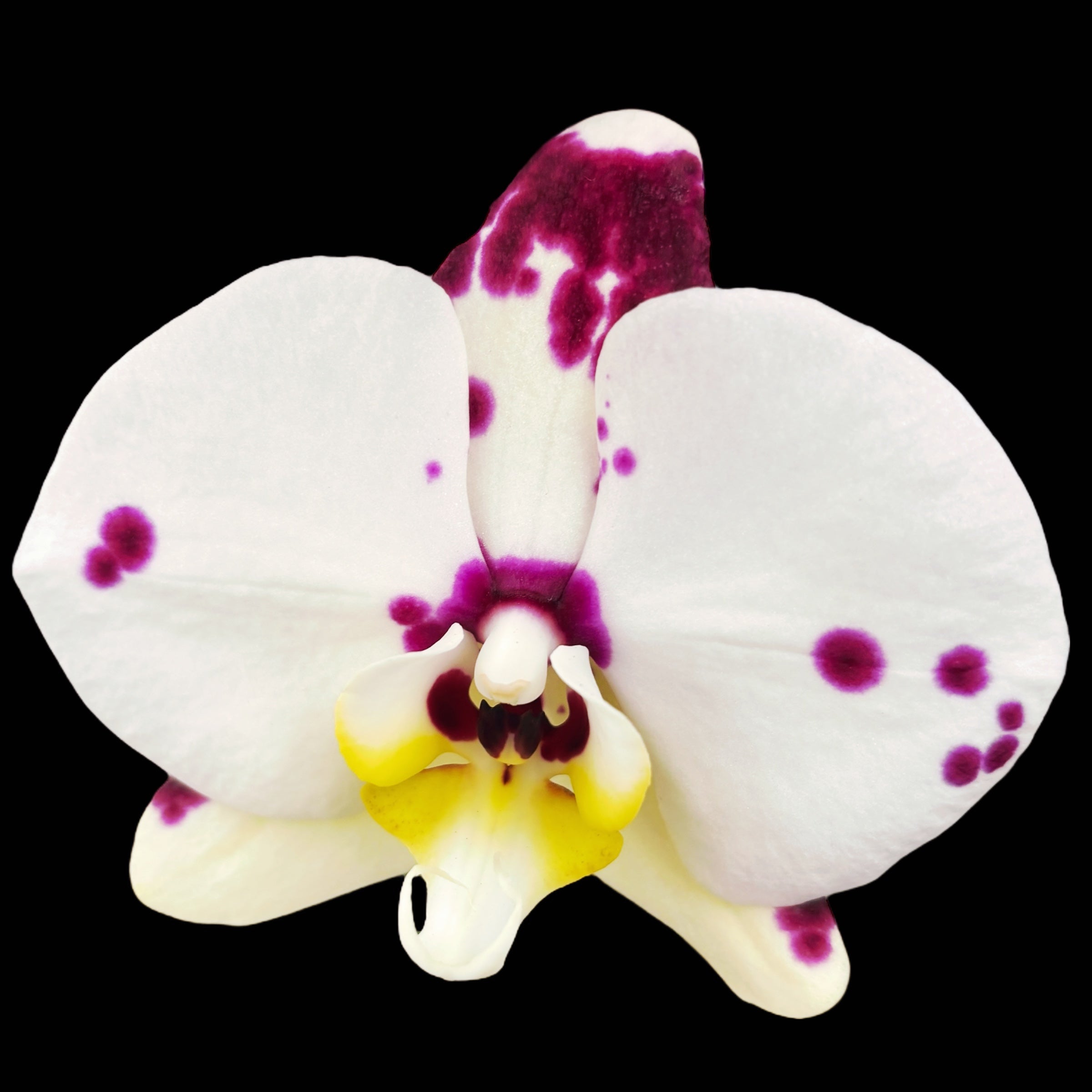 Phalaenopsis Kellion (flori XL)