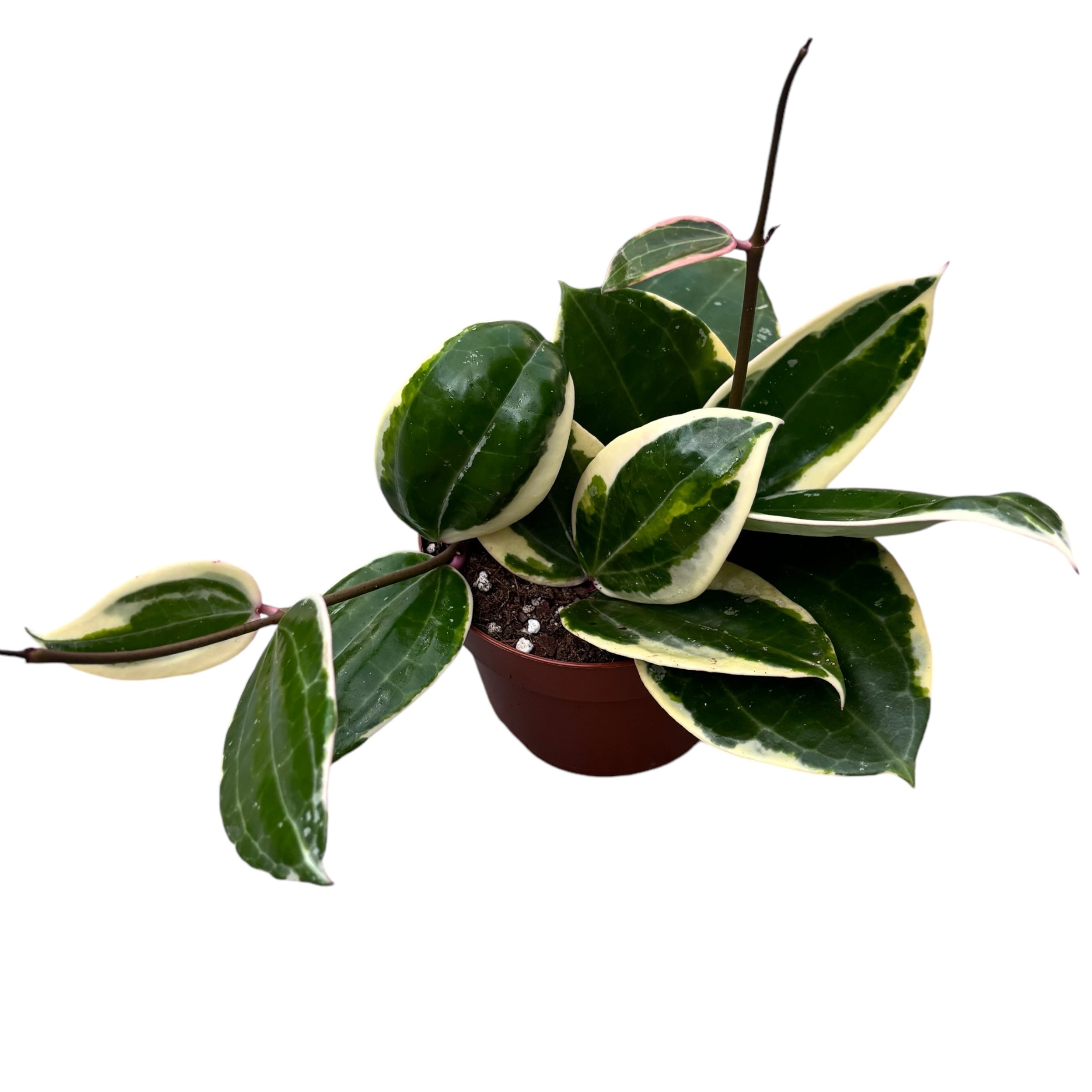 Hoya latifolia 'Albomarginata' (round leaf) D12