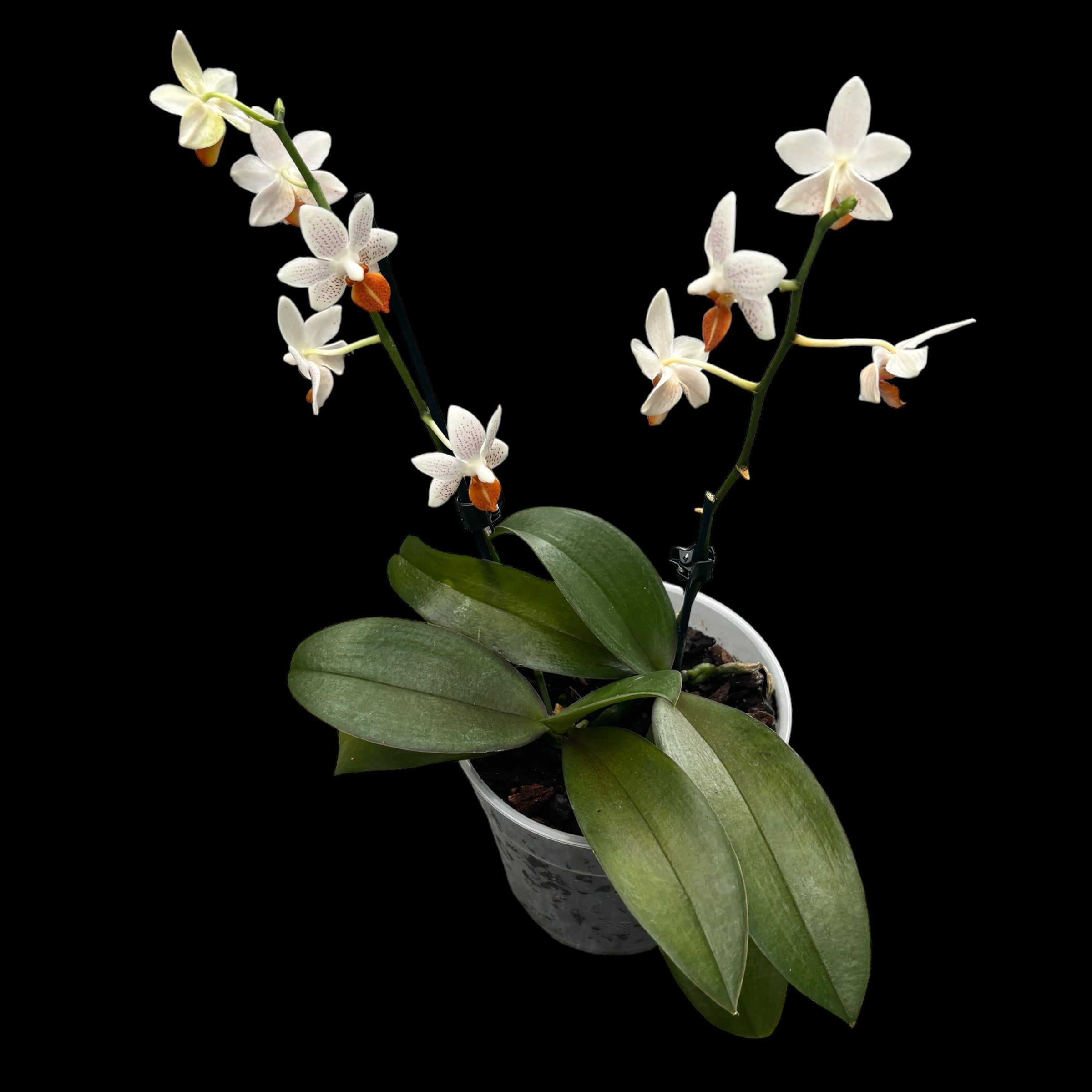 Phalaenopsis Mini Mark (Olanda) - 2 piante/vaso