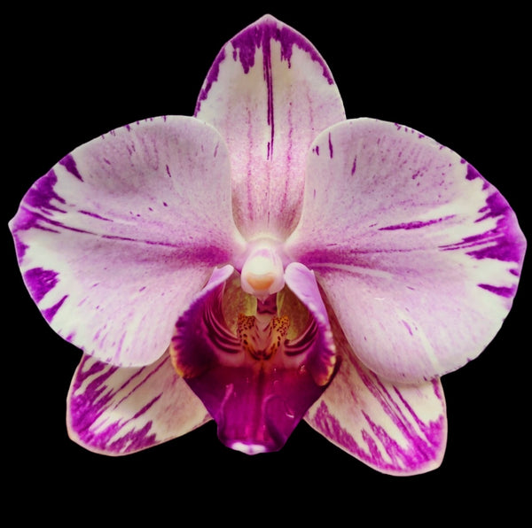 Phalaenopsis Fong Tien's Amapearl 'Cone Pearl CL913G'