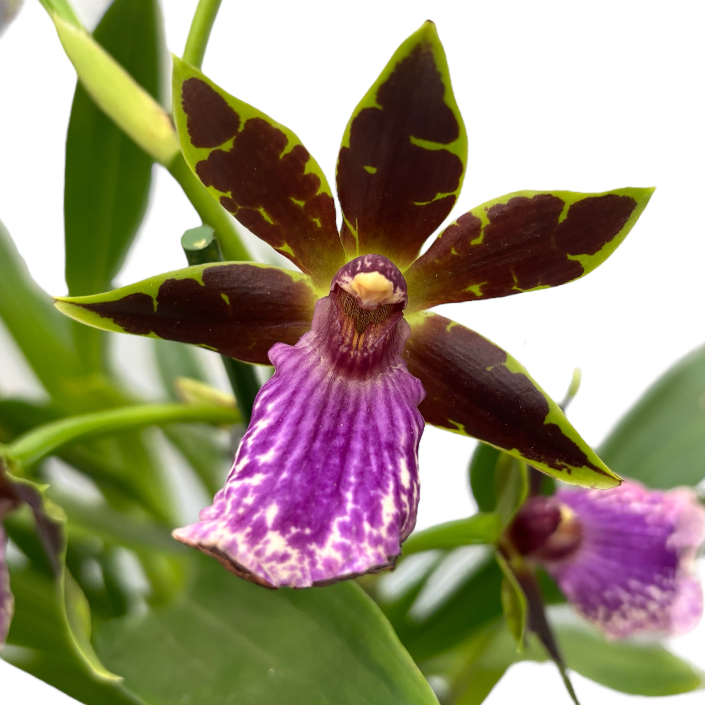 Zygopetalum hybrid #05 parfumat