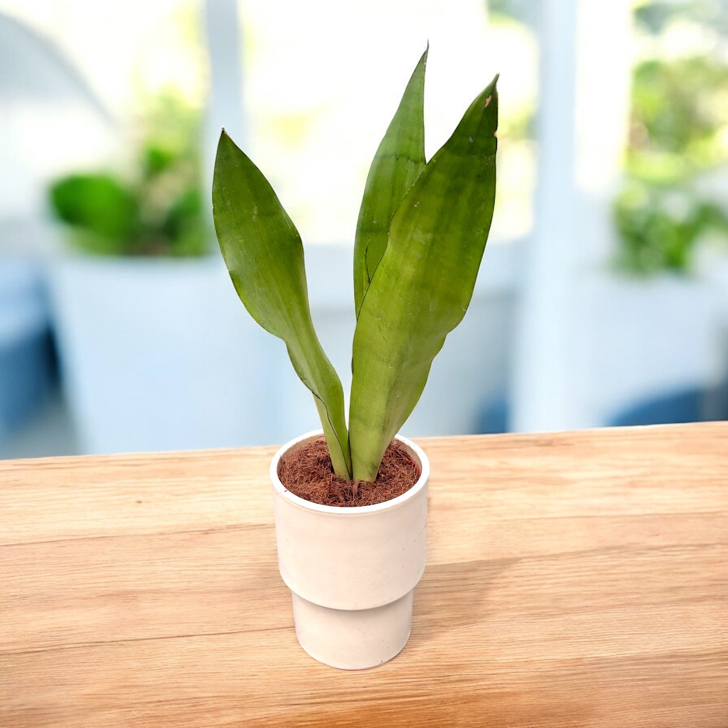 Sansevieria trifasciata 'Moonshine' 1pp