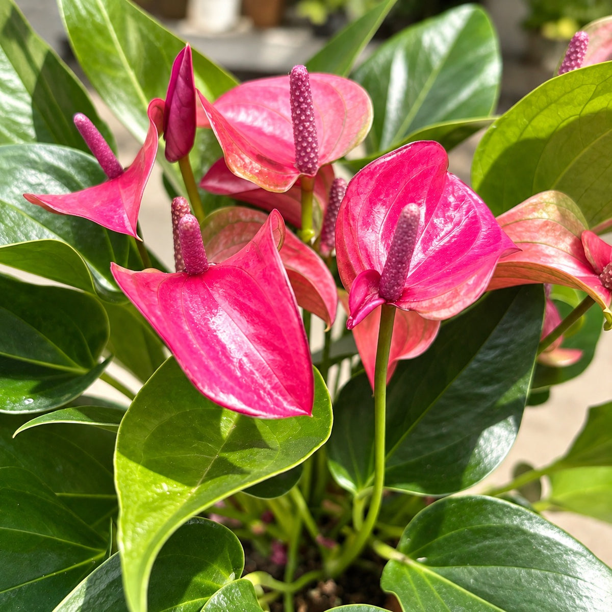 Anthurium ‘Karma Purple’