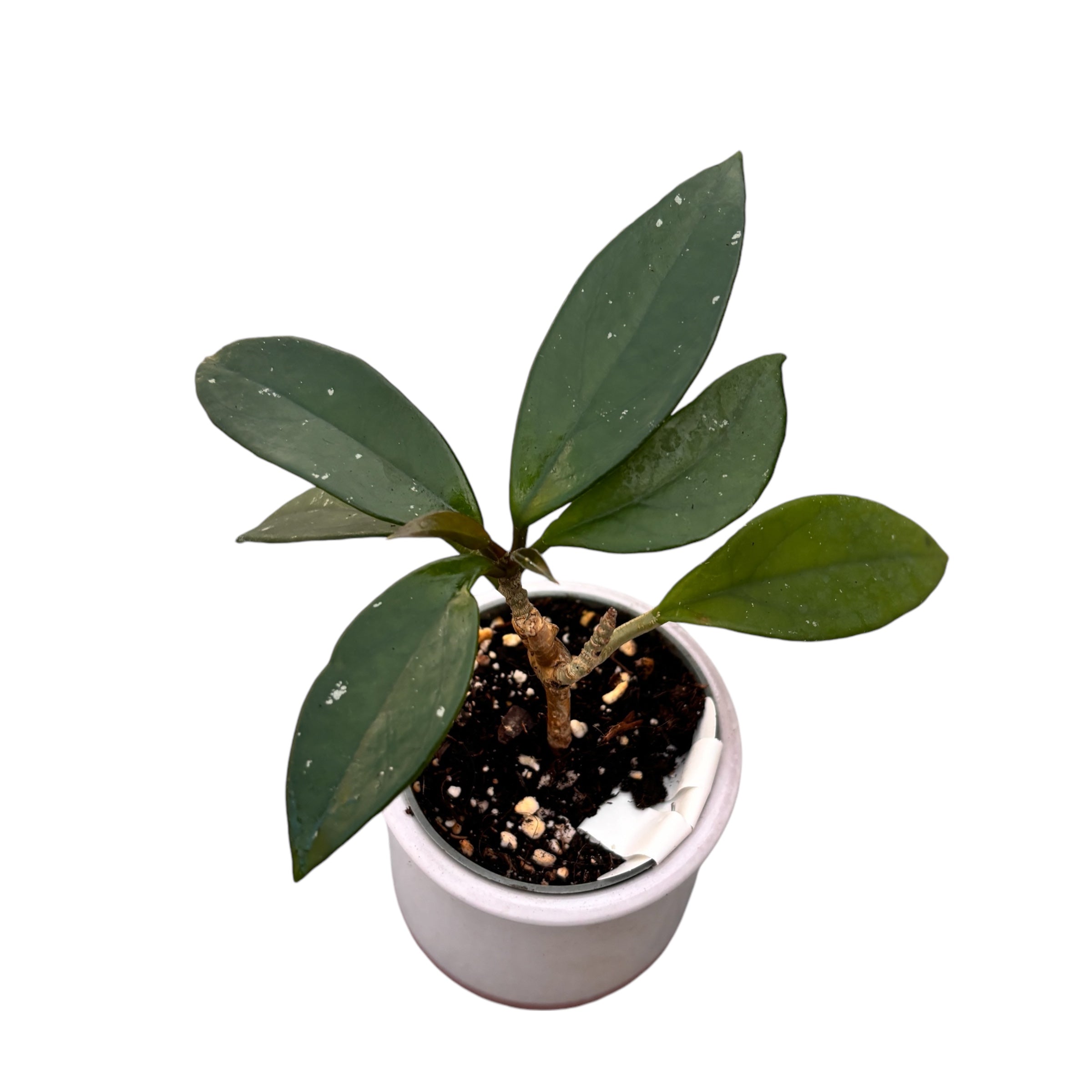 Hoya (carnosa x pubicalyx)