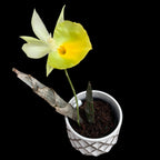 Catasetum pileatum var. aurea