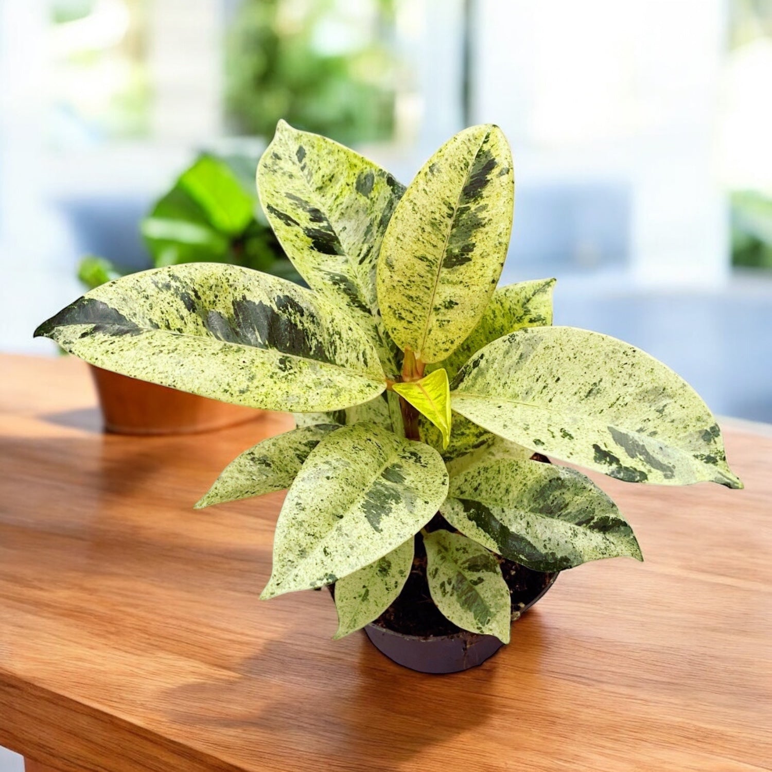 Ficus elastica 'Shivereana' ('Moonshine', 'Variegata')