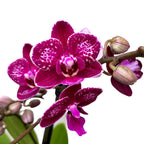 Phalaenopsis Rubion