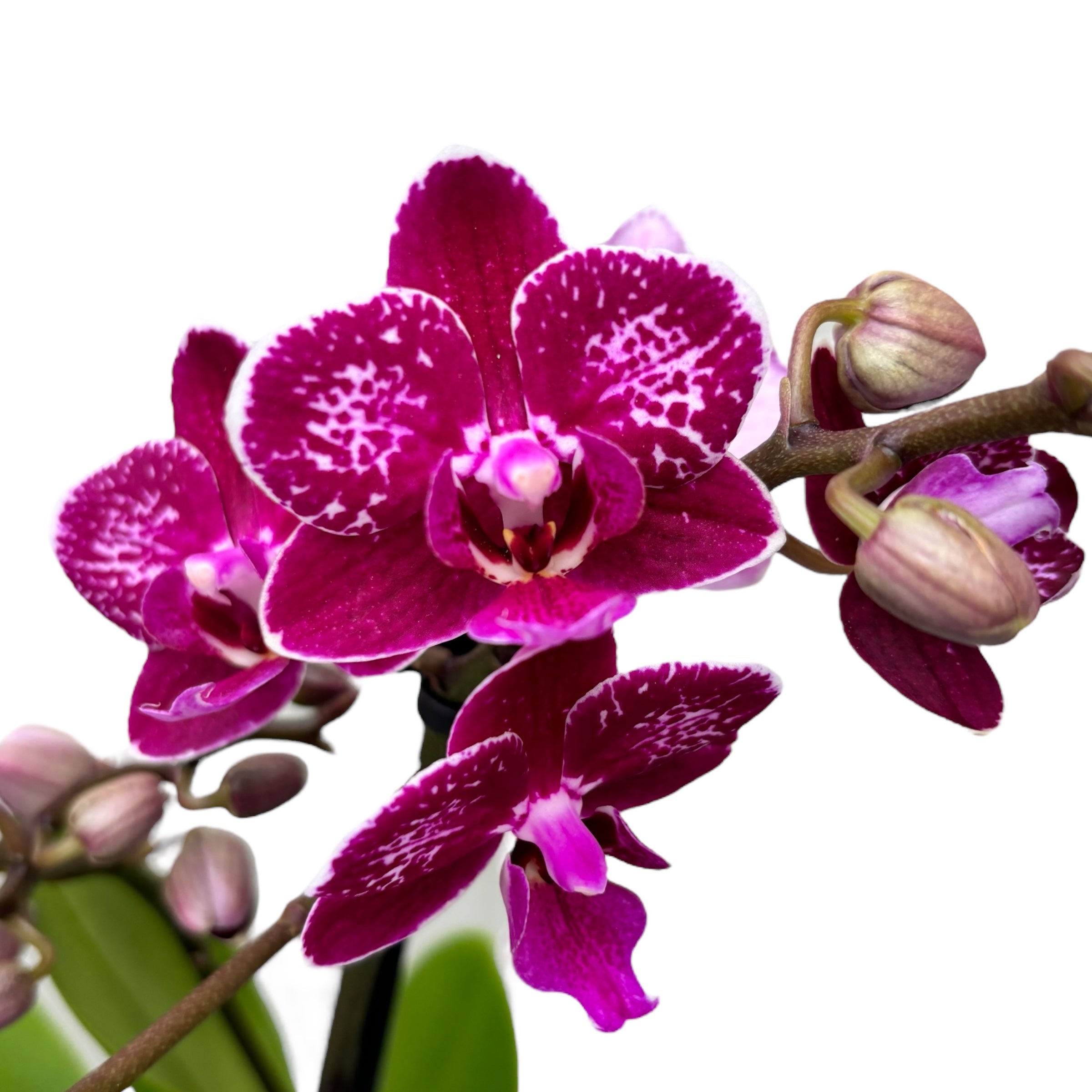 Phalaenopsis Rubion