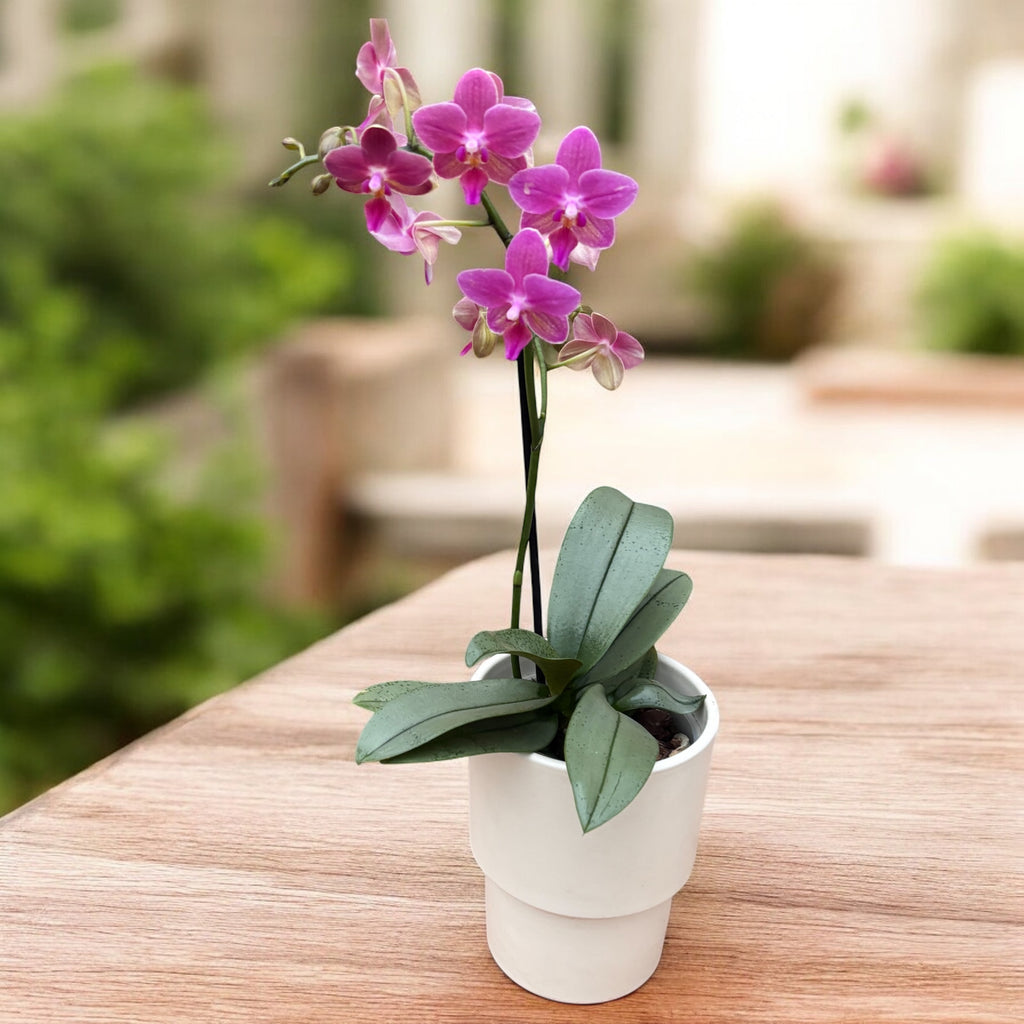 Phalaenopsis Amorion (feuilles argentées) - fleurs intensément parfumées