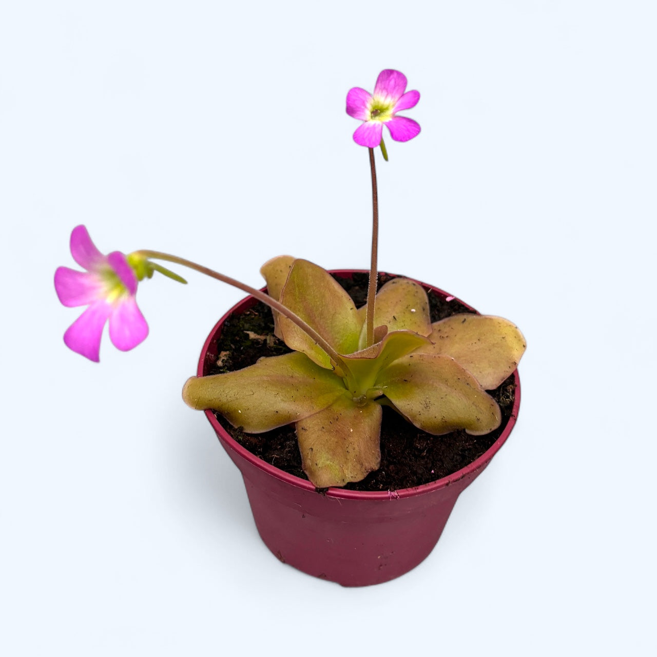 Planta carnivora Pinguicula D12
