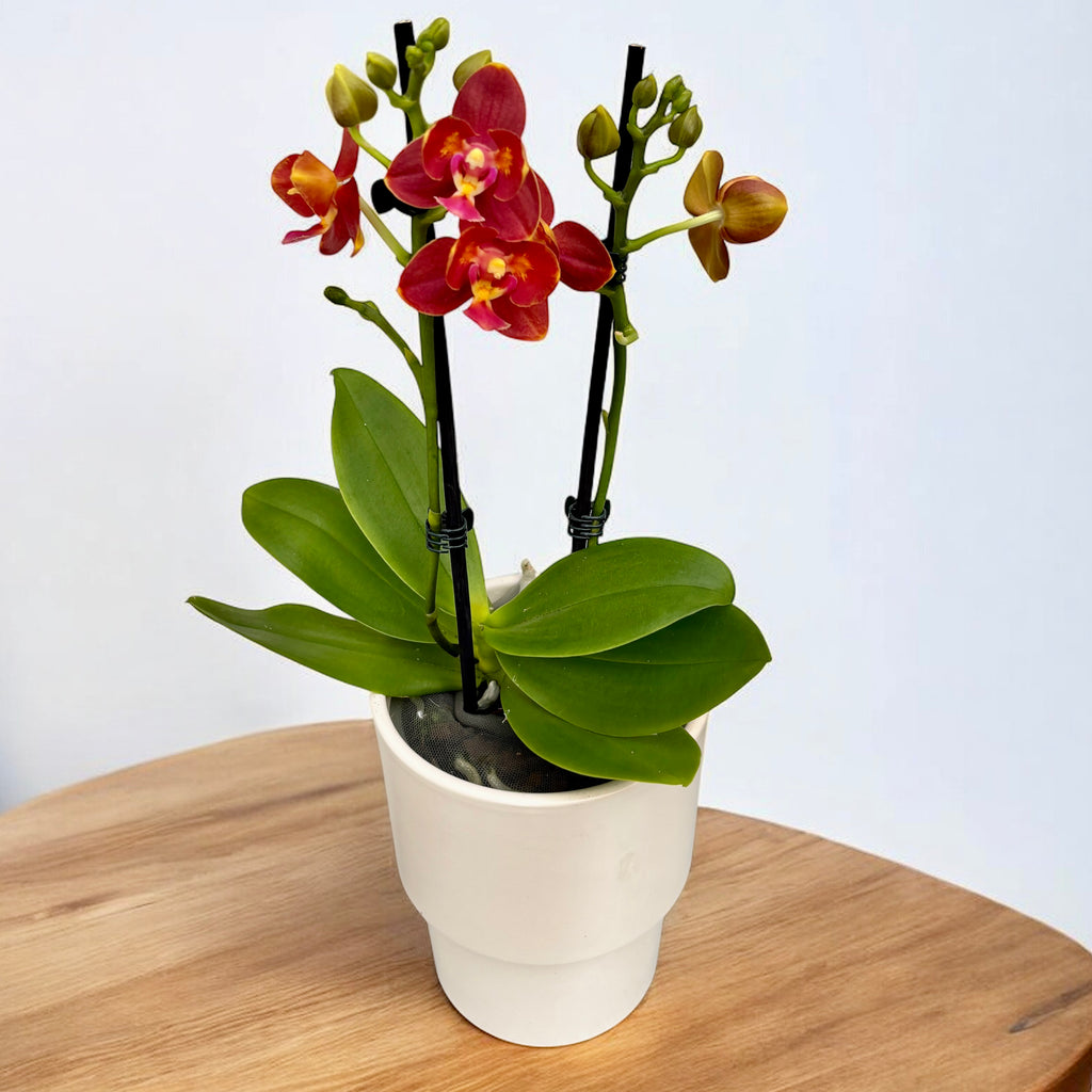 Phalaenopsis Yaphon Perfume 'Coffee Red' - fiori pelorici e profumati