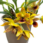 Promenaea Sunlight tigrata