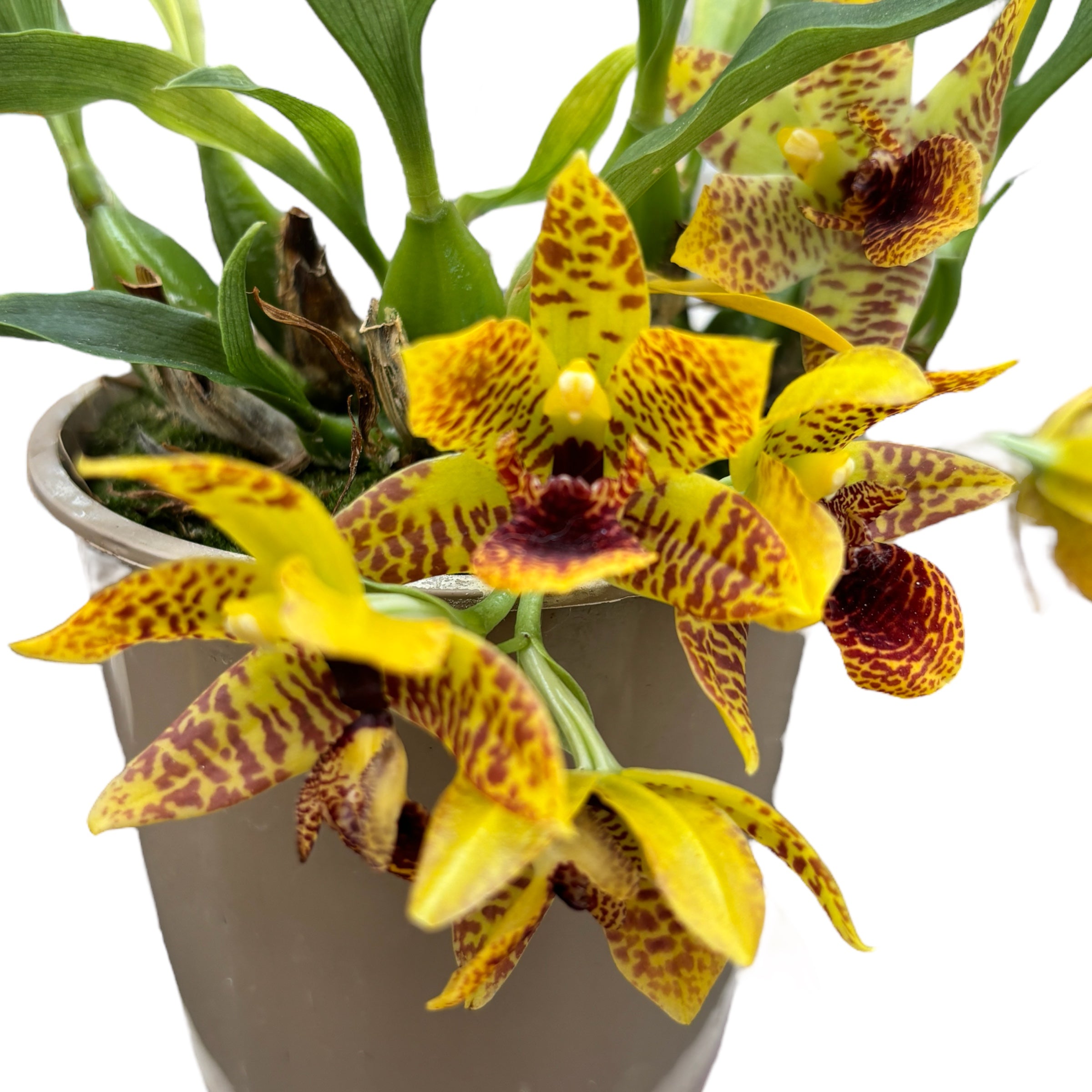 Promenaea Sunlight tigrata